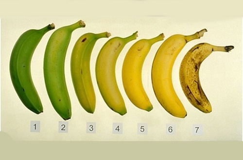 É mais saudável comer a banana quando ela está madura ou verde?
